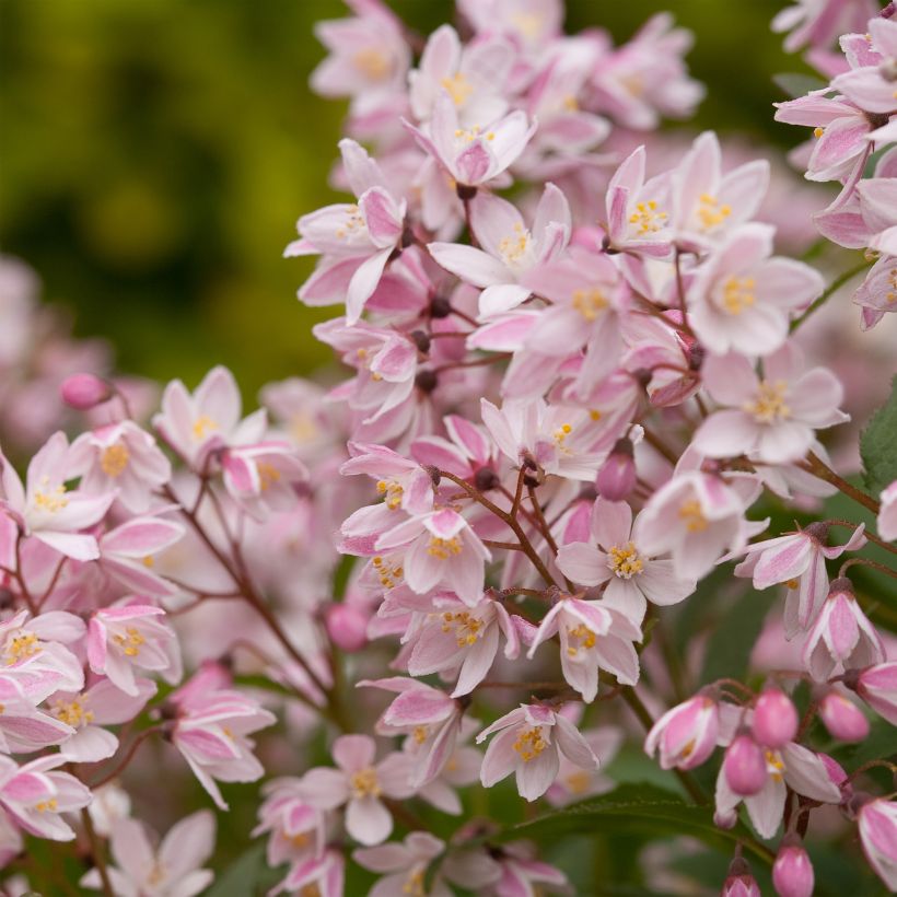 Deutzia Yuki Cherry Blossom (Fioritura)