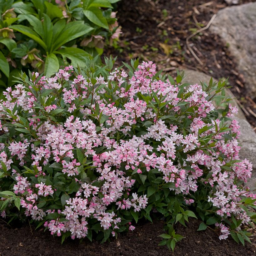 Deutzia Yuki Cherry Blossom (Porto)