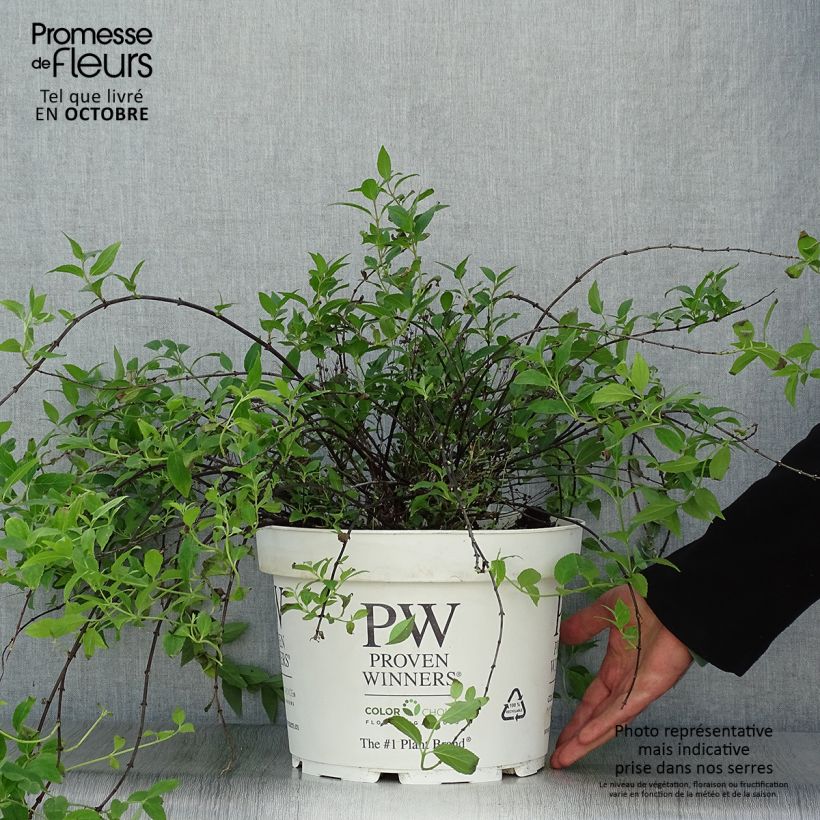 Esemplare di Deutzia Yuki Cherry Blossom Vaso da 7,5L/10L come consegnato in autunno