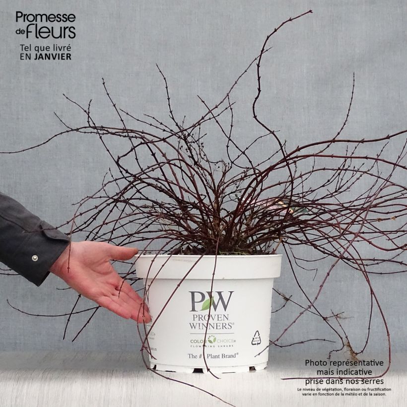 Deutzia Yuki Cherry Blossom Vaso da 7,5L/10L esemplare consegnato in inverno