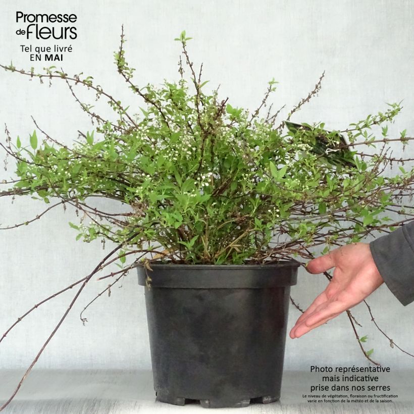 Deutzia Yuki Cherry Blossom Vaso da 7,5L/10L esemplare consegnato in primavera