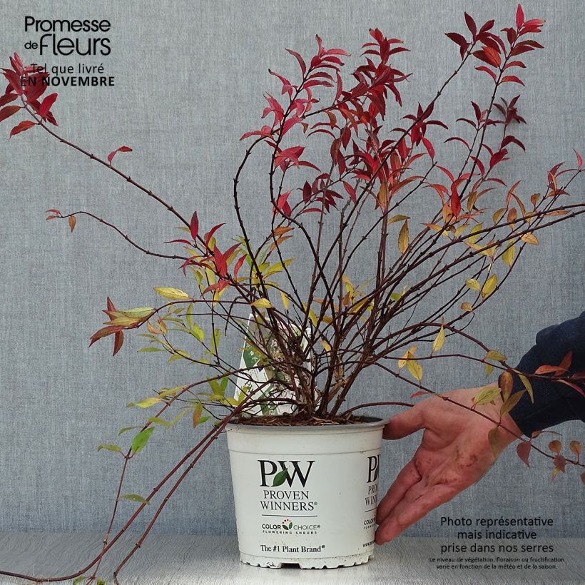 Esemplare di Deutzia Yuki Cherry Blossom Vaso da 2L/3L come consegnato in autunno