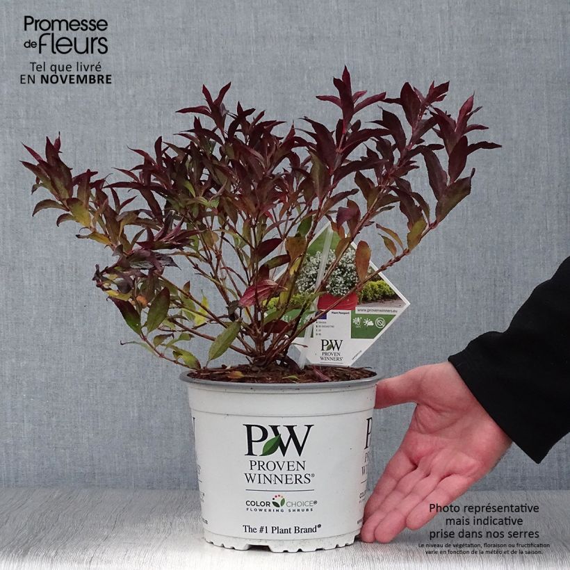 Esemplare di Deutzia Yuki Snowflake Vaso da 2L/3L come consegnato in autunno