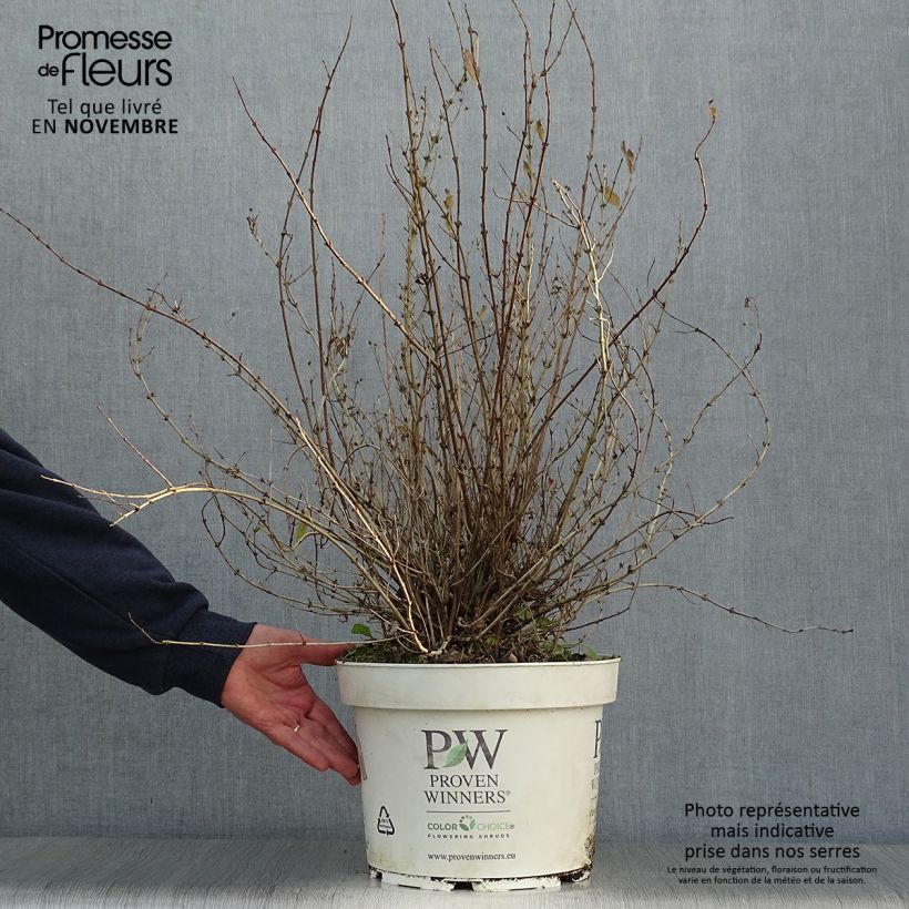 Esemplare di Deutzia Yuki Snowflake Vaso da 7,5L/10L come consegnato in autunno