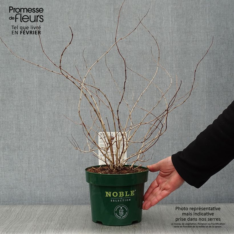 Deutzia compacta Lavender Time Vaso da 3L/4L esemplare consegnato in inverno