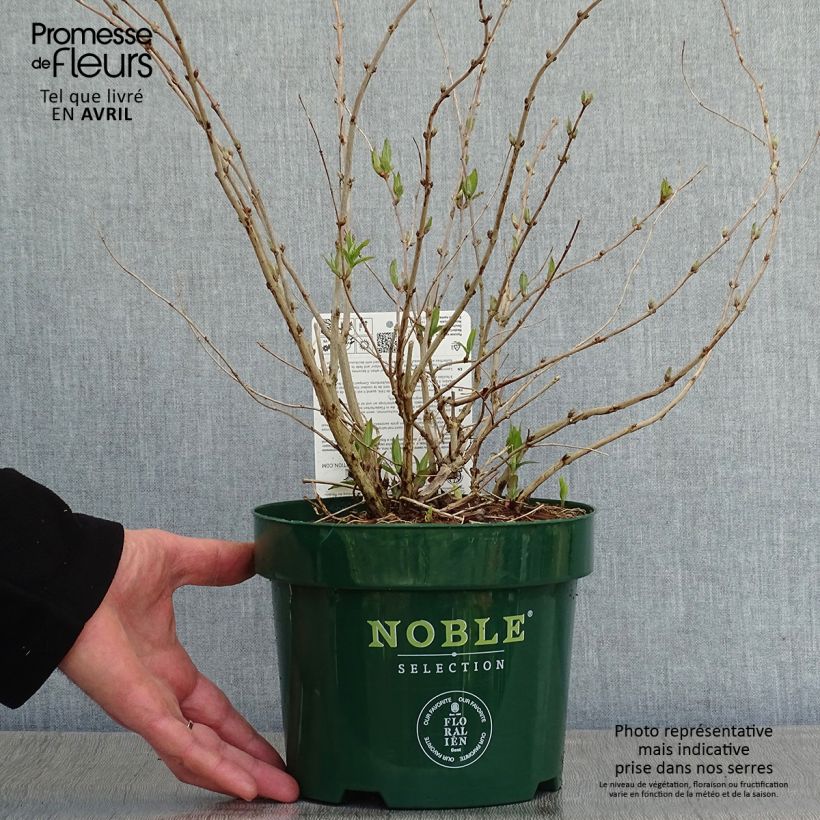 Deutzia compacta Lavender Time Vaso da 3L/4L esemplare consegnato in primavera