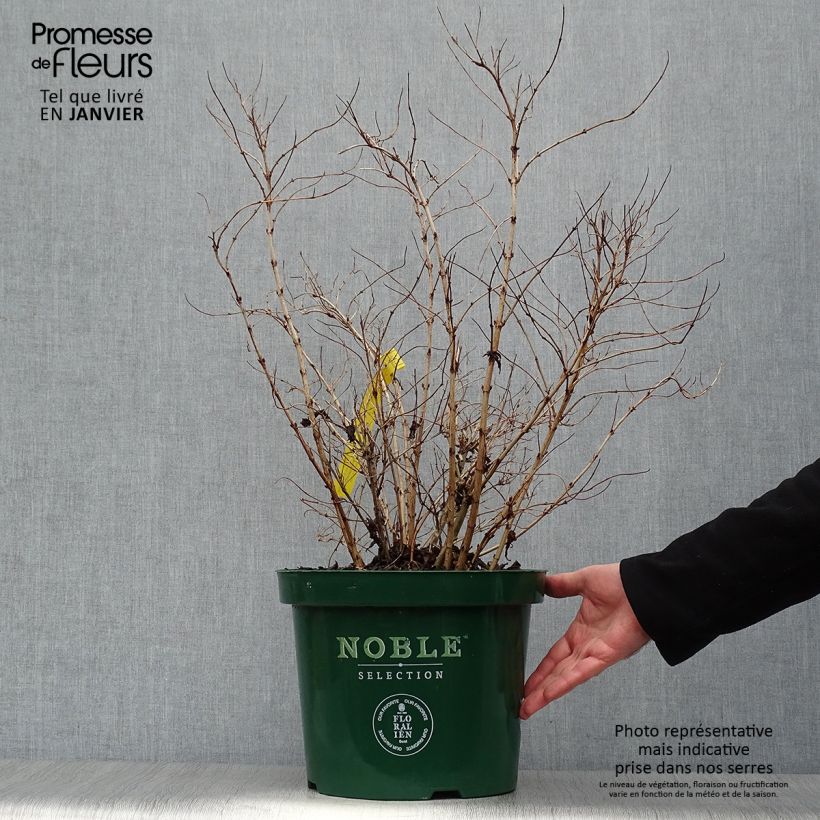 Deutzia compacta Lavender Time Vaso da 7,5L/10L esemplare consegnato in inverno