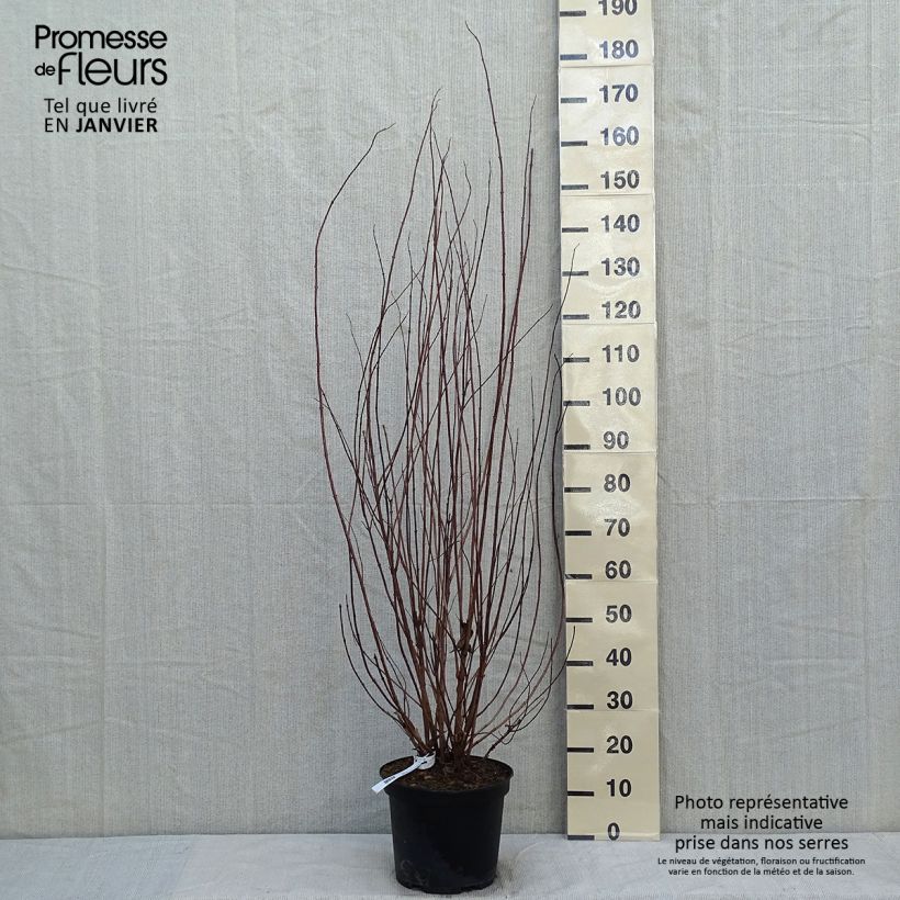 Deutzia crenata Pride of Rochester Vaso da 7,5L/10L esemplare consegnato in inverno