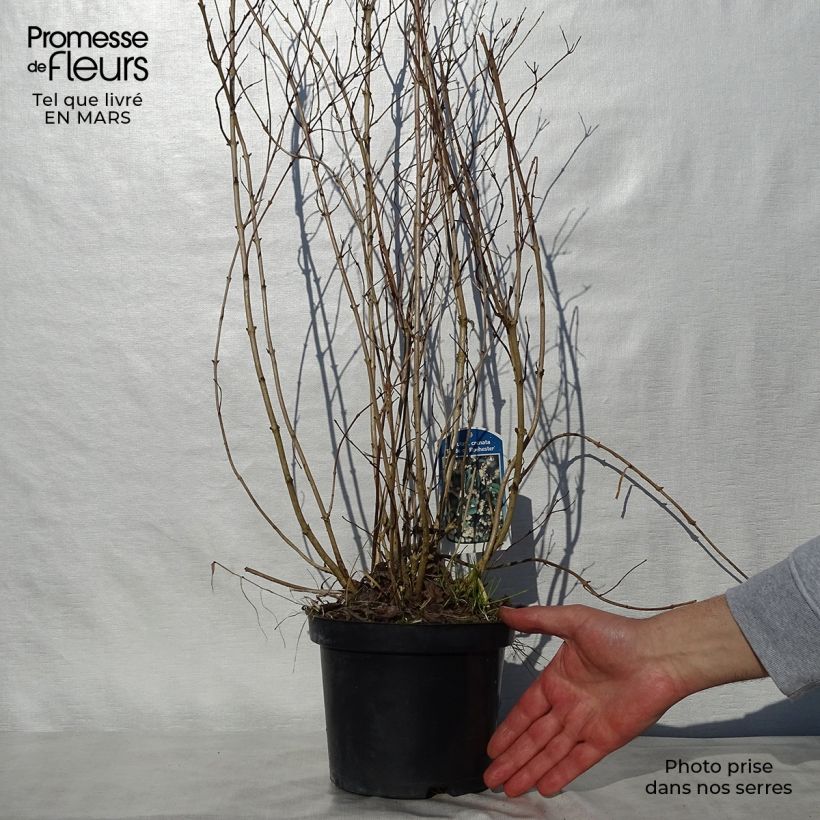 Deutzia crenata Pride of Rochester Vaso da 2L/3L esemplare consegnato in primavera