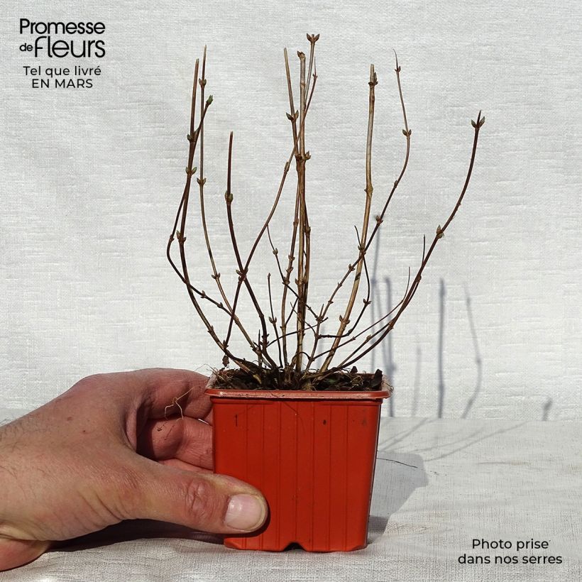 Deutzia crenata Pride of Rochester Vasetto da 8/9 cm esemplare consegnato in primavera