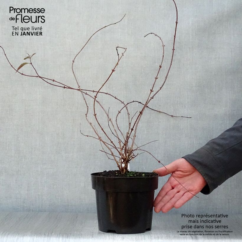 Deutzia elegantissima Rosealind Vaso da 2L/3L esemplare consegnato in inverno