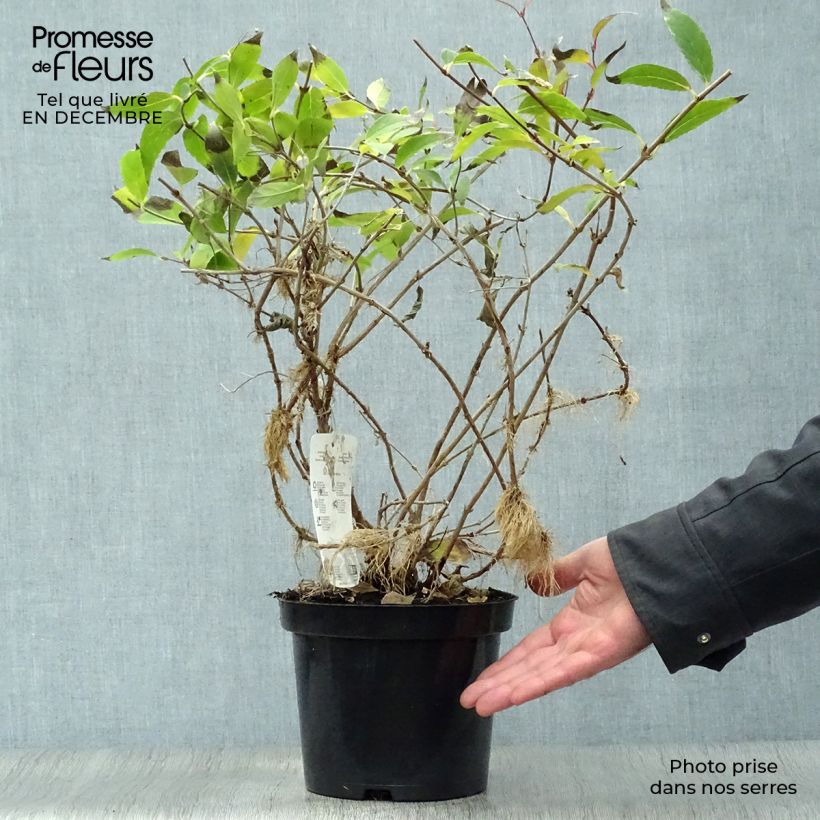 Deutzia gracilis Vaso da 2L/3L esemplare consegnato in inverno