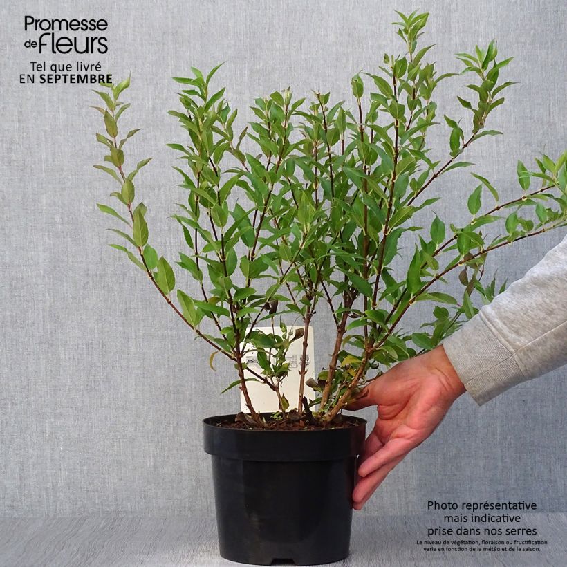 Esemplare di Deutzia gracilis Vaso da 2L/3L come consegnato in autunno