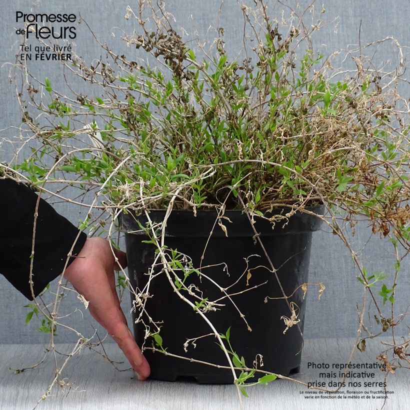 Deutzia gracilis Nikko Vaso da 7,5L/10L esemplare consegnato in inverno