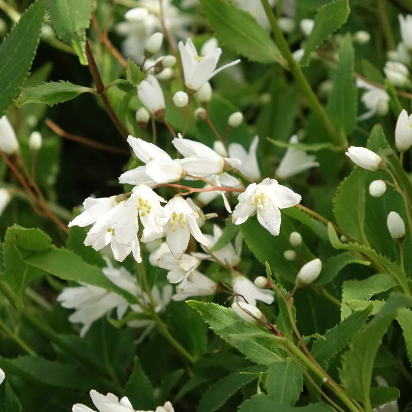 Deutzia gracilis Nikko (Fioritura)