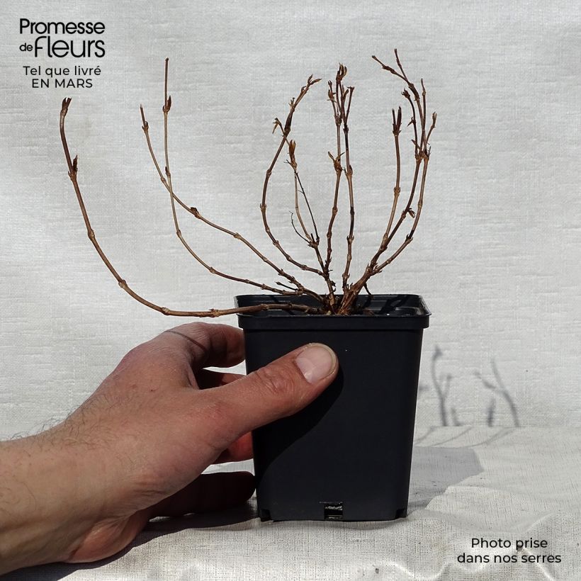 Deutzia gracilis Nikko Vasetto da 8/9 cm esemplare consegnato in primavera