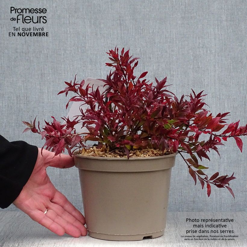 Esemplare di Deutzia gracilis Nikko Vaso da 2L/3L come consegnato in autunno