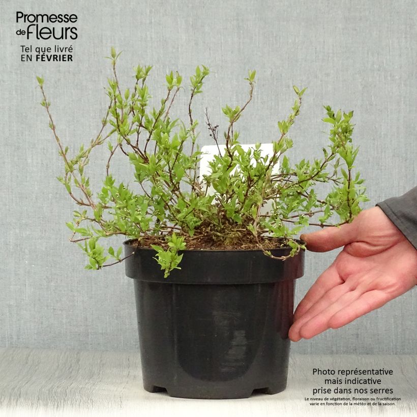 Deutzia gracilis Nikko Vaso da 2L/3L esemplare consegnato in inverno