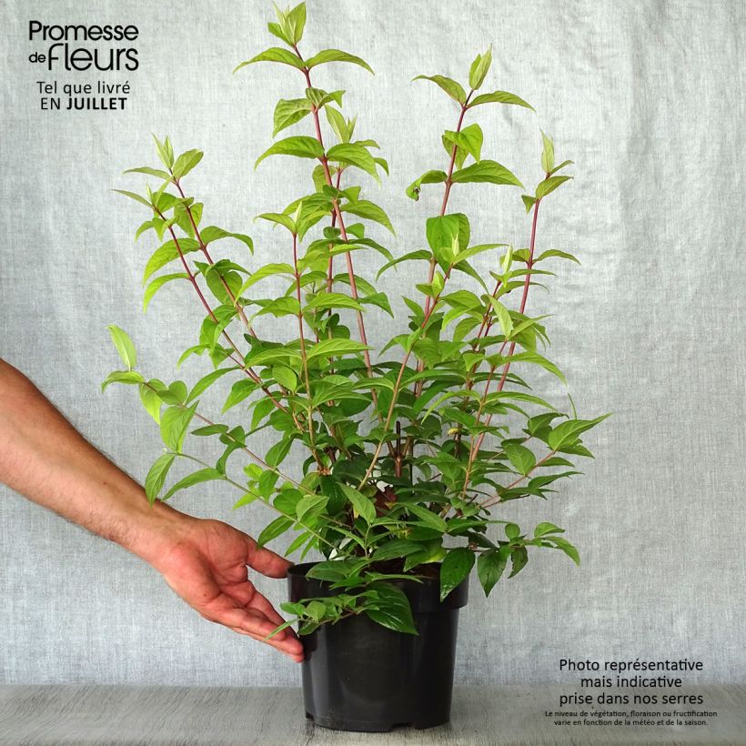 Esemplare di Deutzia Strawberry Fields Vaso da 2L/3L consegnato in estate