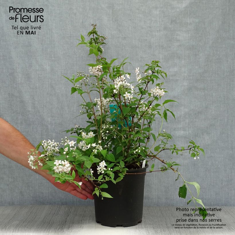 Deutzia Mont Rose Vaso da 7,5L/10L esemplare consegnato in primavera