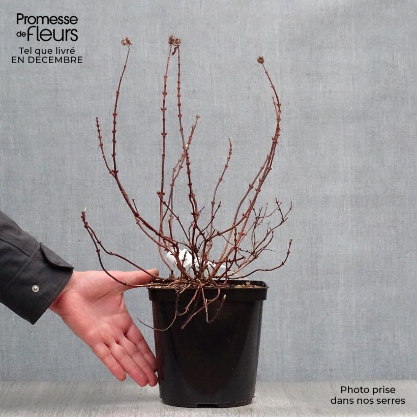 Deutzia Raspberry Sundae Vaso da 3L/4L esemplare consegnato in inverno