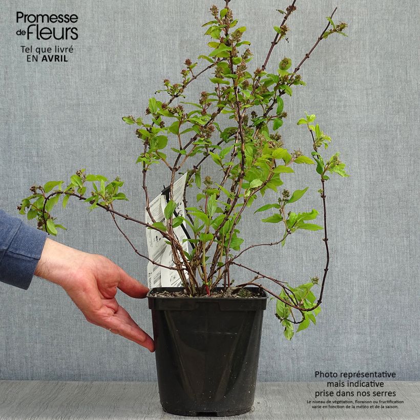 Deutzia Raspberry Sundae Vaso da 3L/4L esemplare consegnato in primavera
