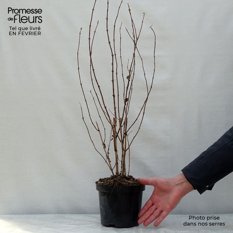 Deutzia magnifica Vaso da 2L/3L esemplare consegnato in inverno