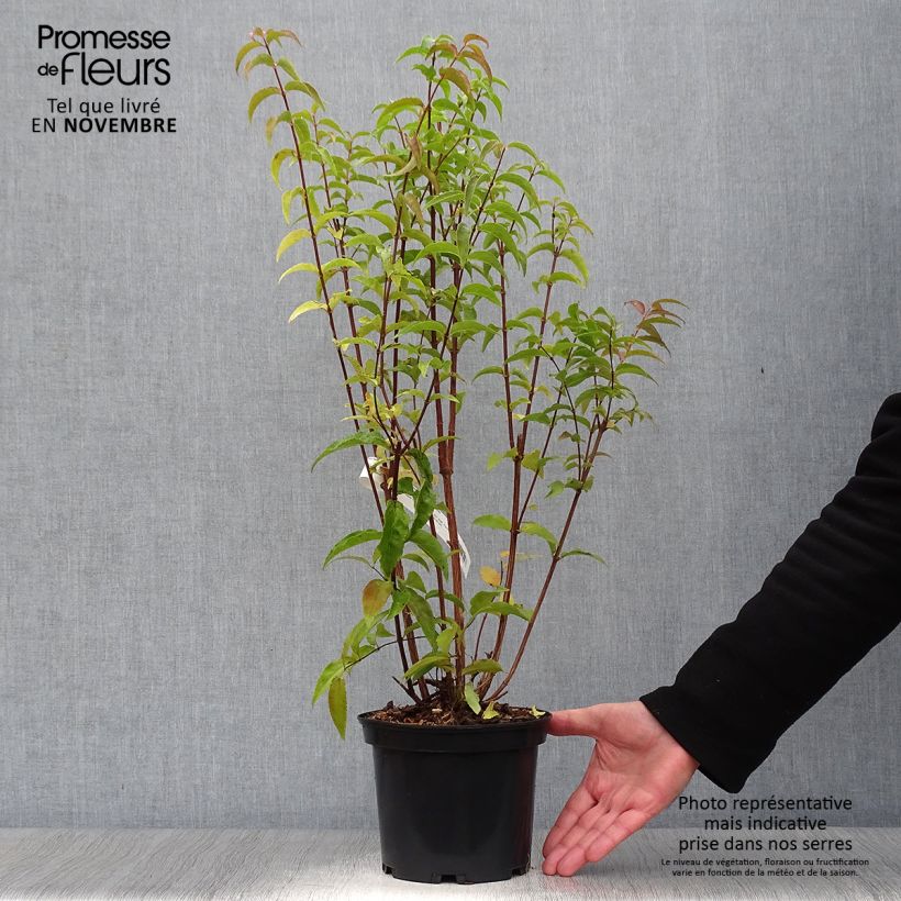 Esemplare di Deutzia magnifica Vaso da 2L/3L come consegnato in autunno