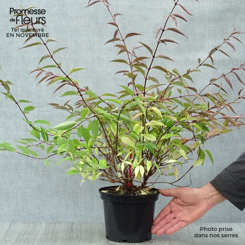 Esemplare di Deutzia purpurascens Kalmiiflora Vaso da 3L/4L come consegnato in autunno