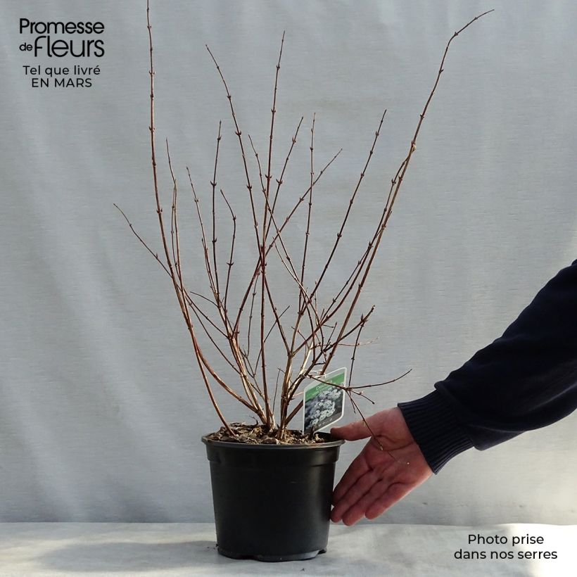 Deutzia rosea Campanulata Vaso da 2L/3L esemplare consegnato in primavera