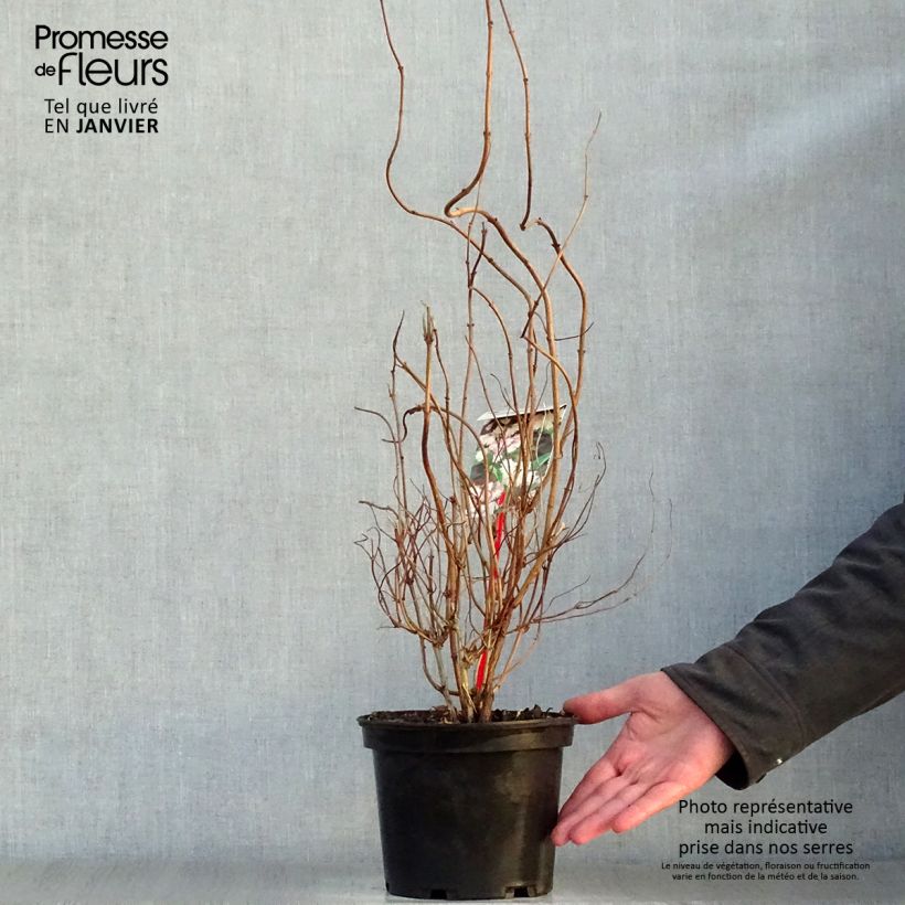 Deutzia scabra Codsall Pink Vaso da 2L/3L esemplare consegnato in inverno