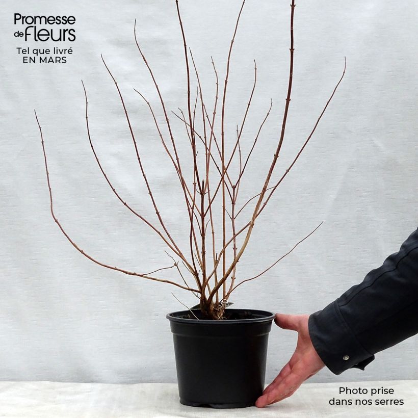 Deutzia scabra Plena Vaso da 2L/3L esemplare consegnato in primavera