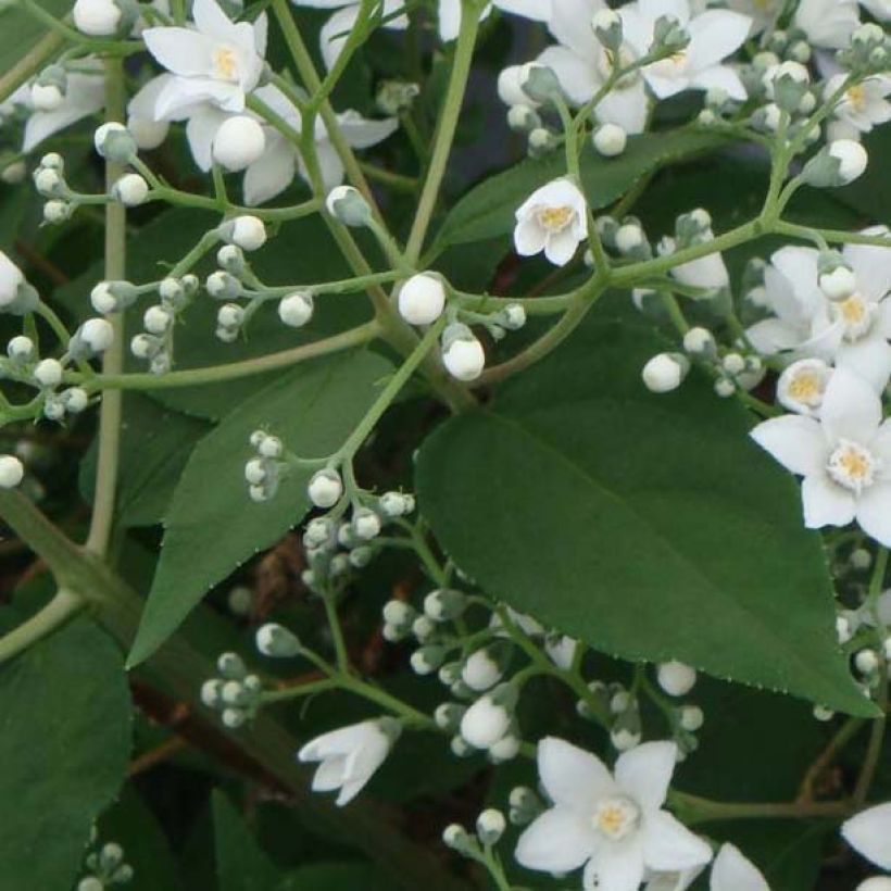 Deutzia setchuenensis var. corymbiflora (Fogliame)