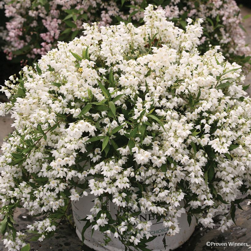 Deutzia Yuki Snowflake (Porto)