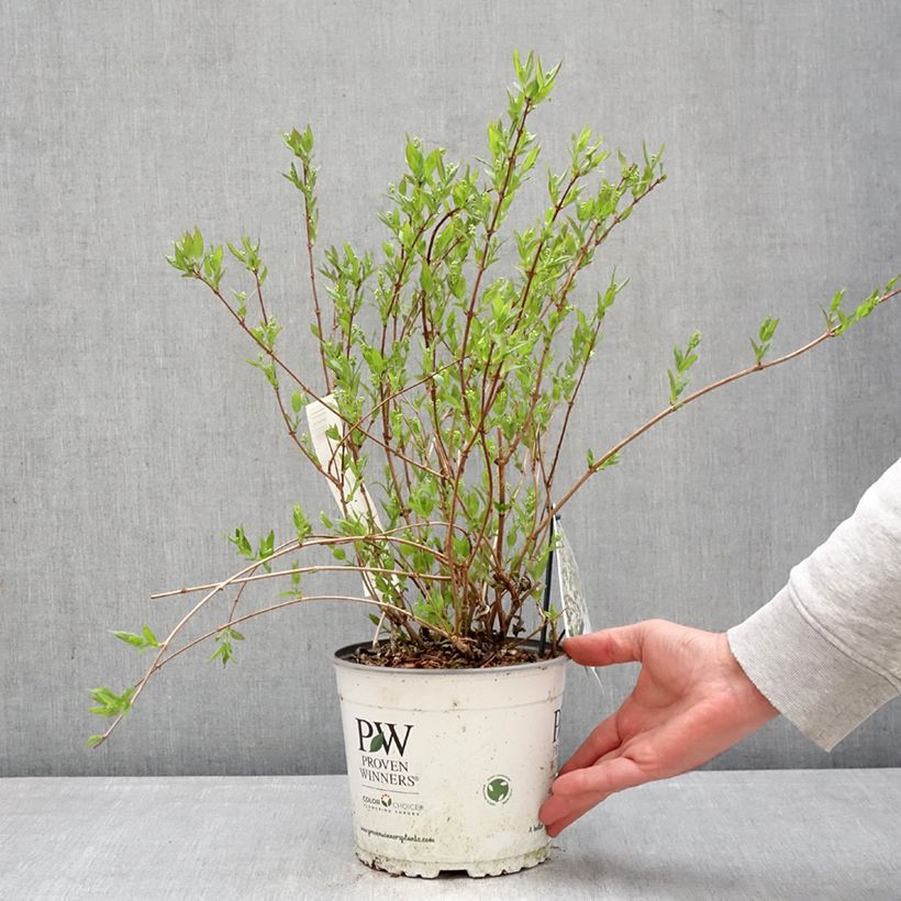 Deutzia Yuki Snowflake Vaso da 2L/3L esemplare consegnato in primavera