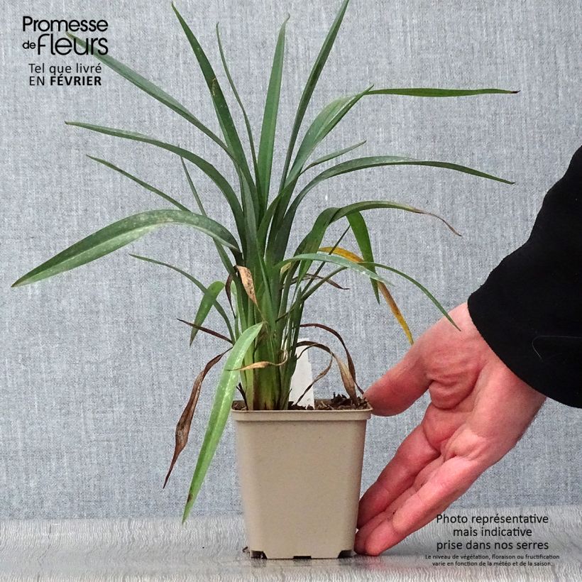 Dianella revoluta Blue Stream Vasetto da 8/9 cm esemplare consegnato in inverno