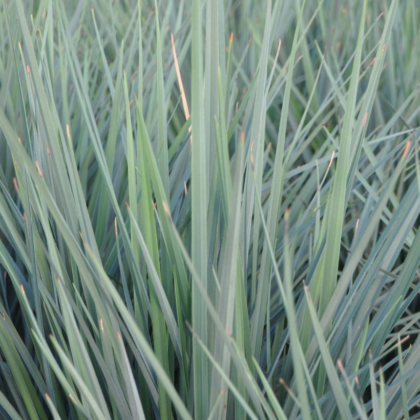Dianella revoluta Coolvista (Fogliame)