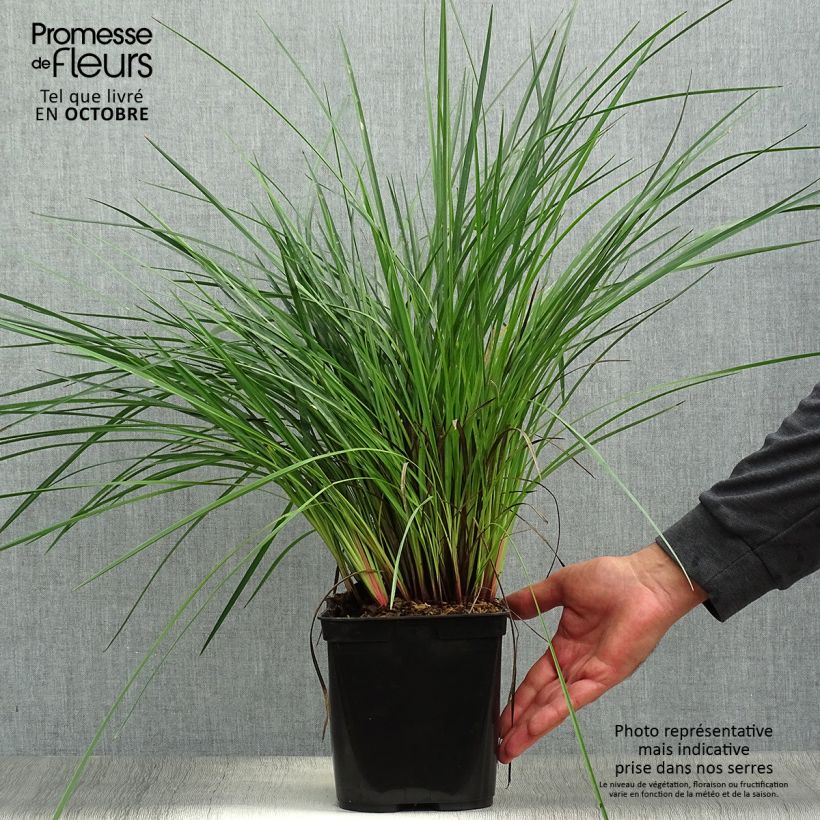 Esemplare di Dianella revoluta Coolvista Vaso da 1L/1,5L come consegnato in autunno