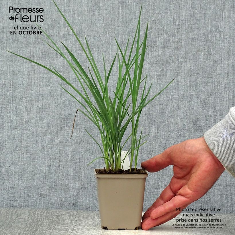 Esemplare di Dianella revoluta Coolvista Vasetto da 8/9 cm come consegnato in autunno