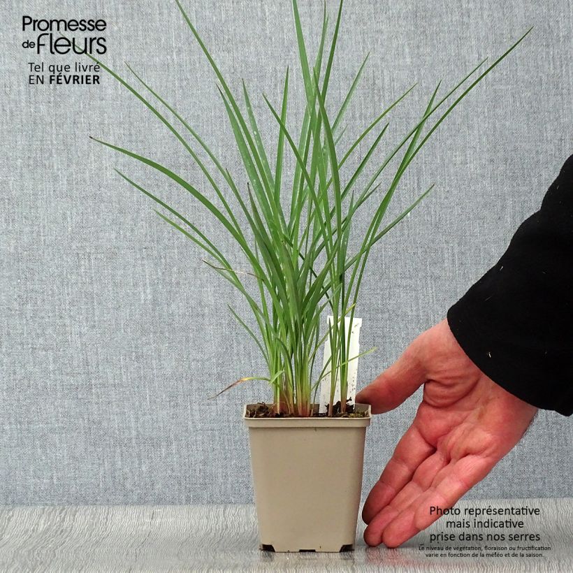 Dianella revoluta Coolvista Vasetto da 8/9 cm esemplare consegnato in inverno