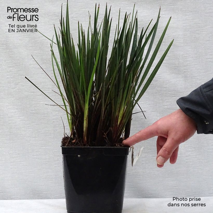 Dianella revoluta Little Rev Vaso da 2L/3L esemplare consegnato in inverno