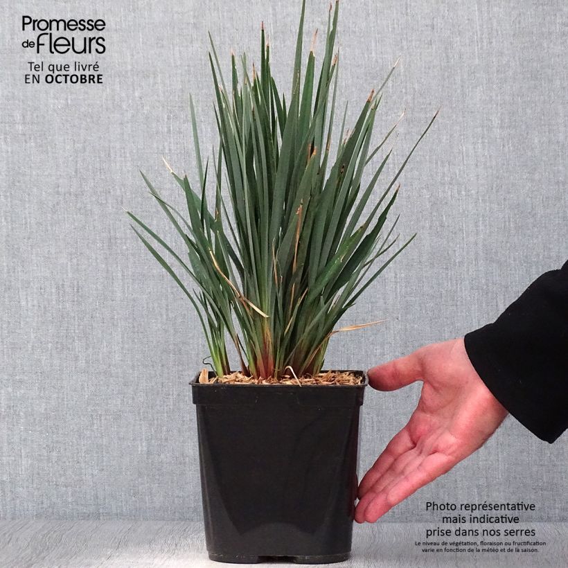 Esemplare di Dianella revoluta Little Rev Vaso da 2L/3L come consegnato in autunno