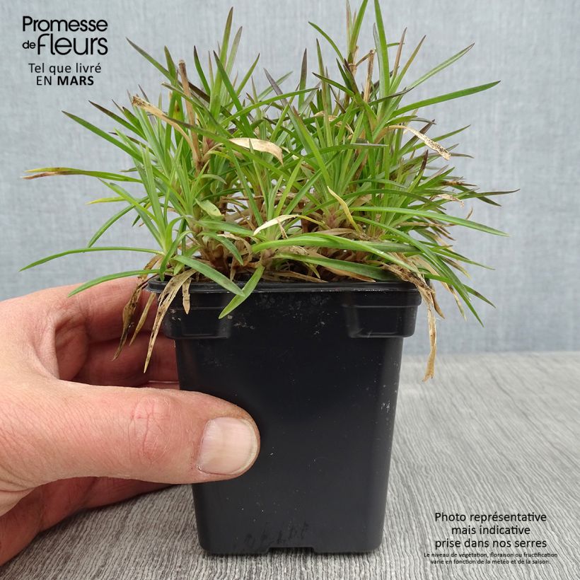 Dianthus Evening Star - Garofano Vasetto da 7/8 cm esemplare consegnato in inverno