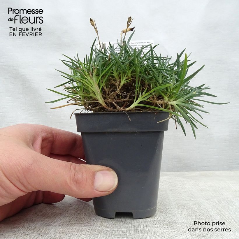 Dianthus alwoodii Fusilier - Garofano Vasetto da 8/9 cm esemplare consegnato in inverno