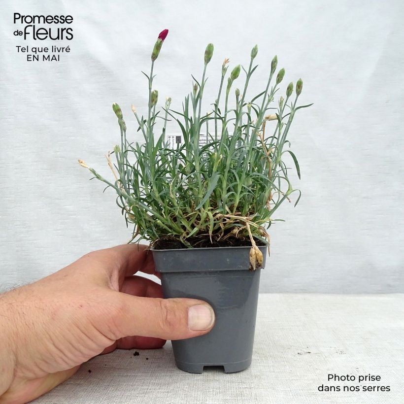 Dianthus alwoodii Fusilier - Garofano Vasetto da 8/9 cm esemplare consegnato in primavera