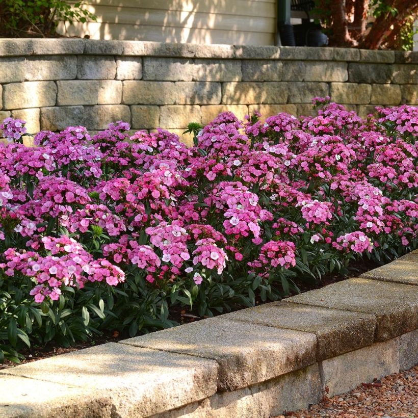 Dianthus barbatus Jolt Pink Magic - Garofano dei poeti (Porto)