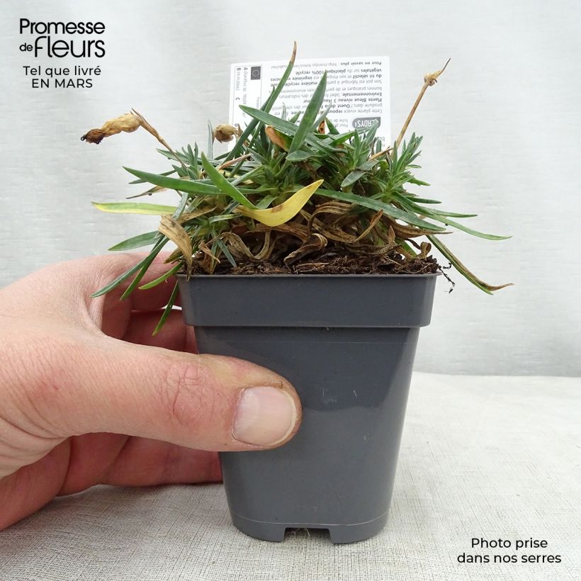 Dianthus Pop Star - Garofano Vasetto da 8/9 cm esemplare consegnato in primavera