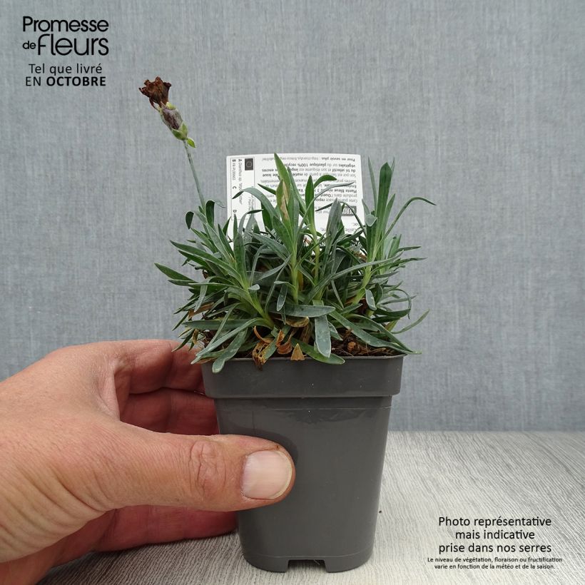 Esemplare di Dianthus Pop Star - Garofano Vasetto da 8/9 cm come consegnato in autunno