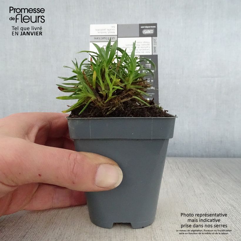 Dianthus Pop Star - Garofano Vasetto da 8/9 cm esemplare consegnato in inverno