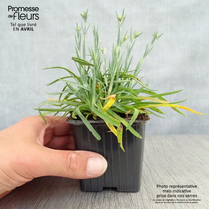 Dianthus plumarius Scent First Coral Reef - Garofano strisciante Vasetto da 7/8 cm esemplare consegnato in primavera